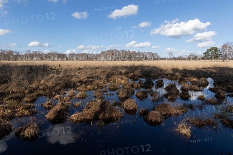 Water reflection from the blue sky on the wet meadows in the Professormoor in the Duvenstedter Brook nature reserve