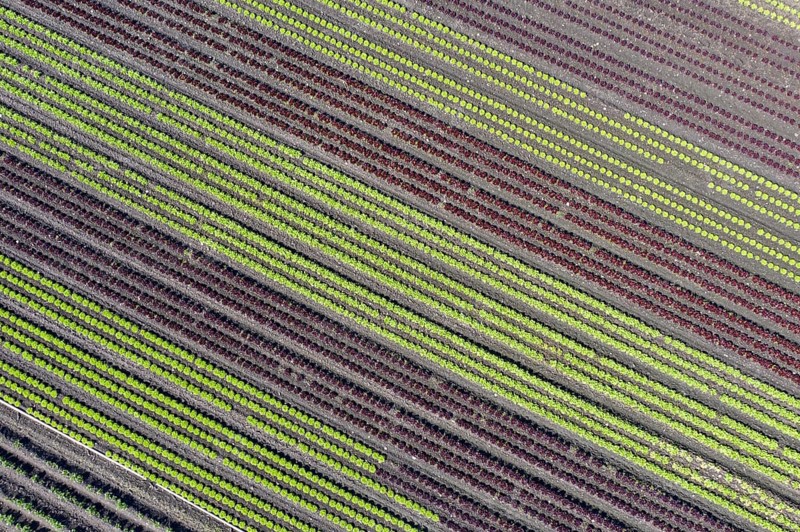 Diagonal rows of lettuce in the Seeland vegetable growing area