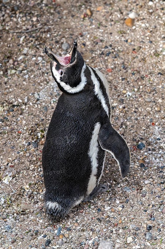 Magellanic penguin