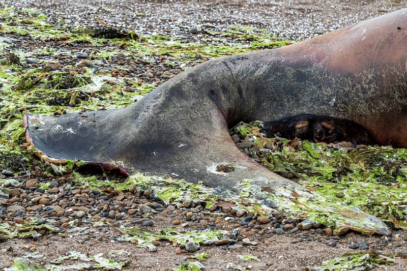 Southern right whale