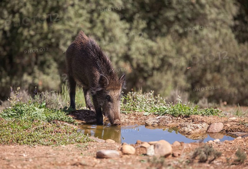 Wild boar