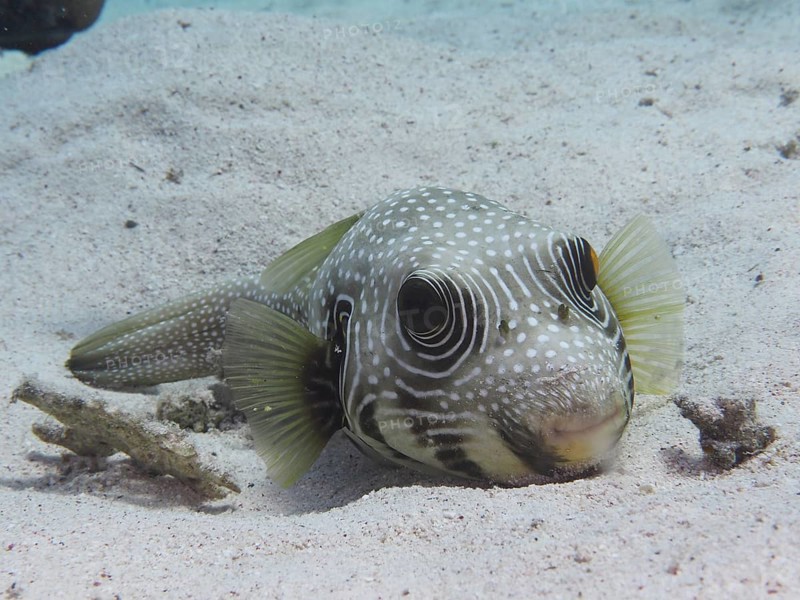 A white-spotted puffer