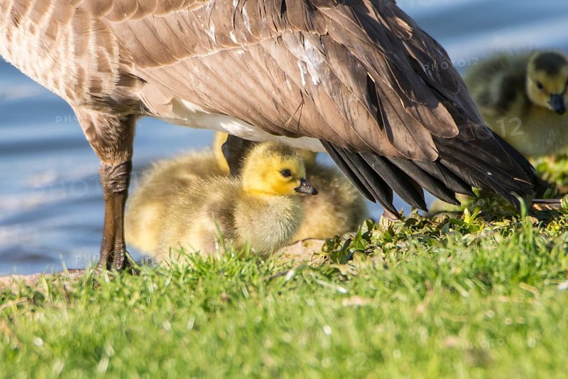 Chick