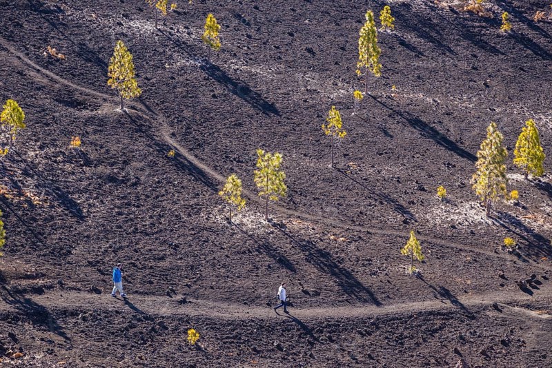 Canary Island pines