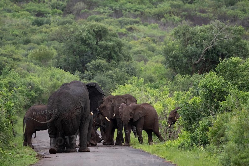African elephant