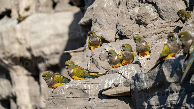 Rock parakeets