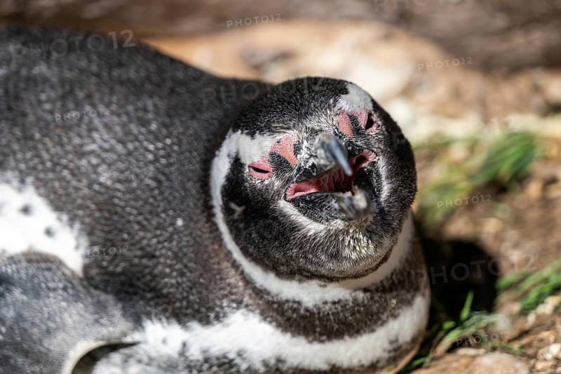 Magellanic penguin