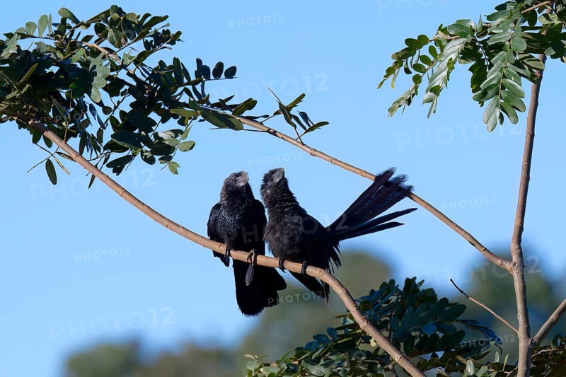 Smooth-billed Ani