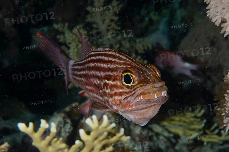 Portrait of largetoothed cardinalfish