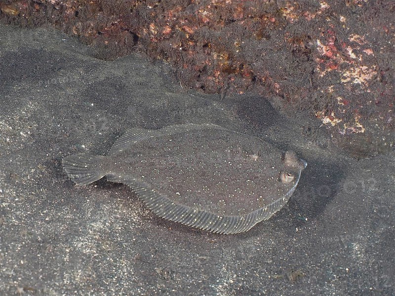 Flounder
