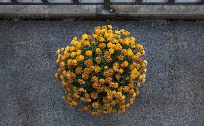 Yellow winter asters as the last autumnal flower decoration on a balcony