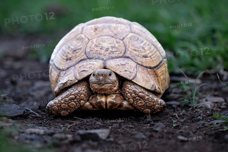 Leopard tortoise