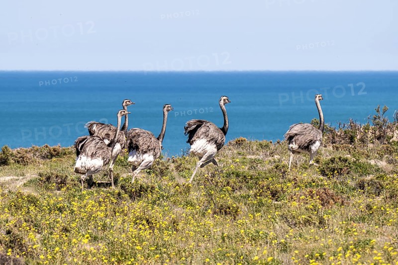 Greater rhea