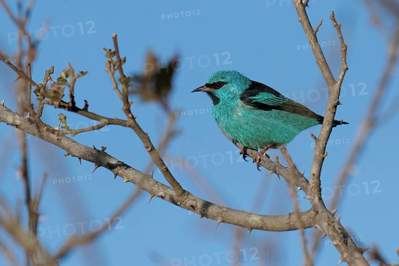 Male Blue Dacnis