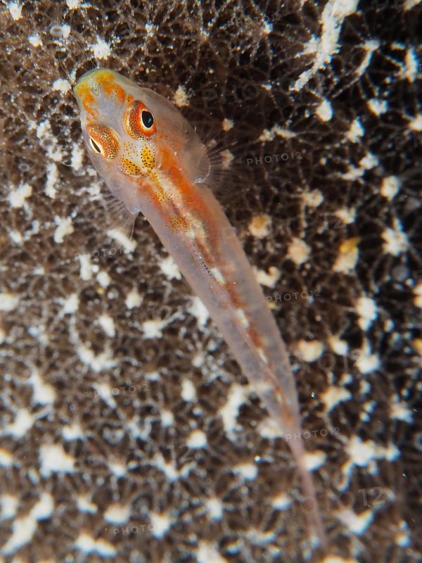 Mozambique toothy goby