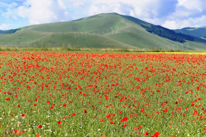 Poppy flowers