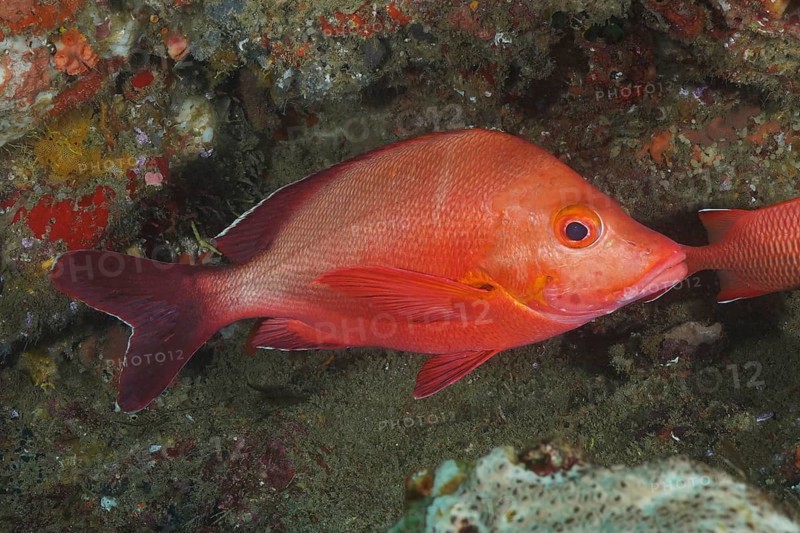 Humpback red snapper