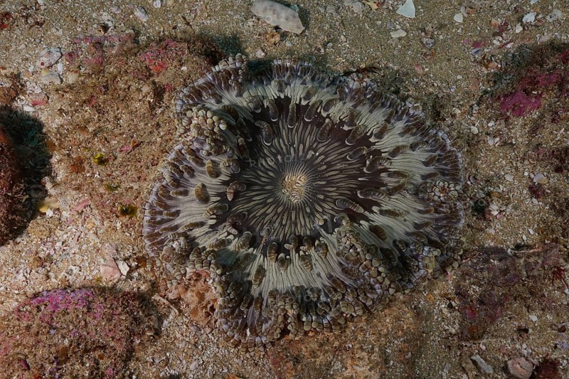 Beaded anemone