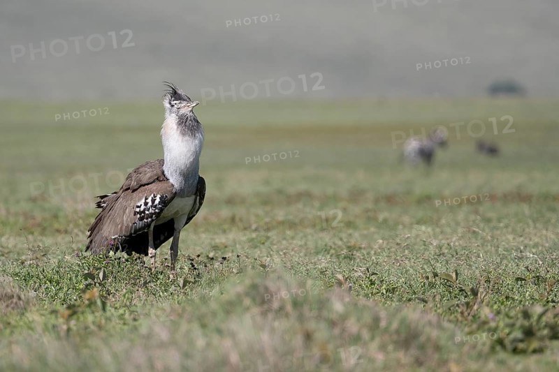 Kori bustard