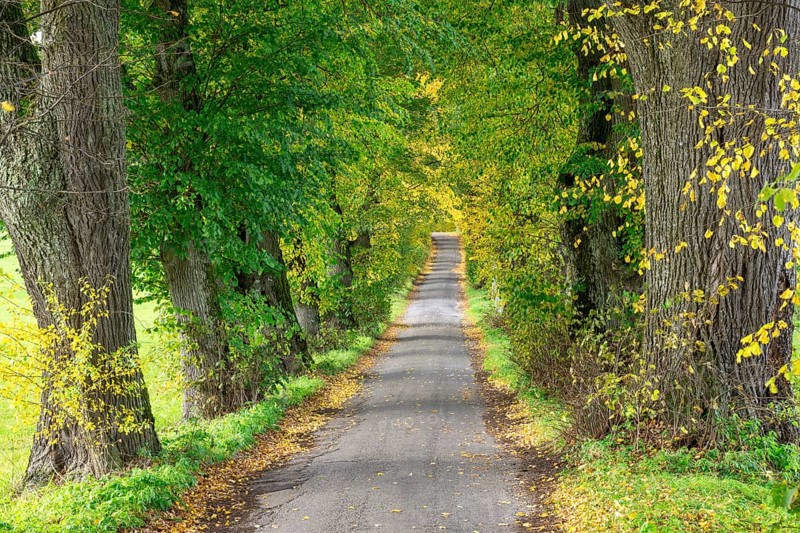 Lindenallee