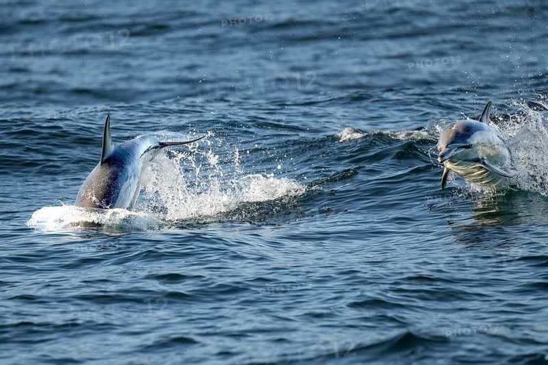 Dolphin
