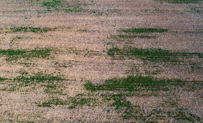 Drone view of harvested fields