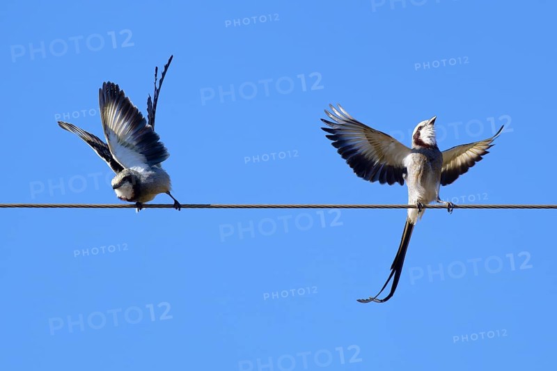 Courtship display of a couple of Streamer-tailed Tyrant