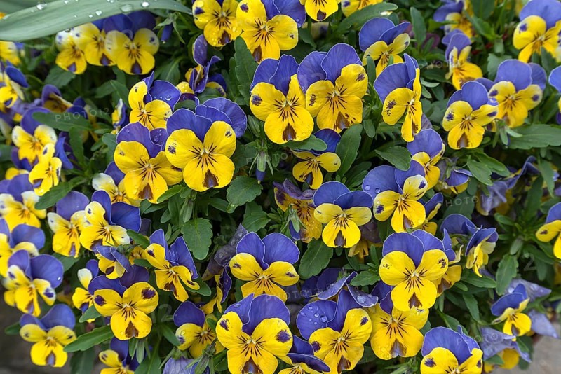 Horned pansy
