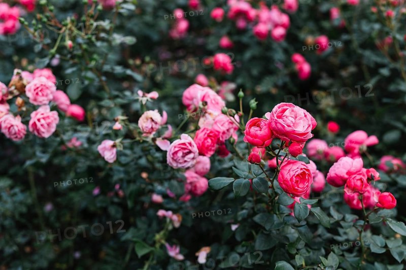 Fresh pink peony flowers growing garden