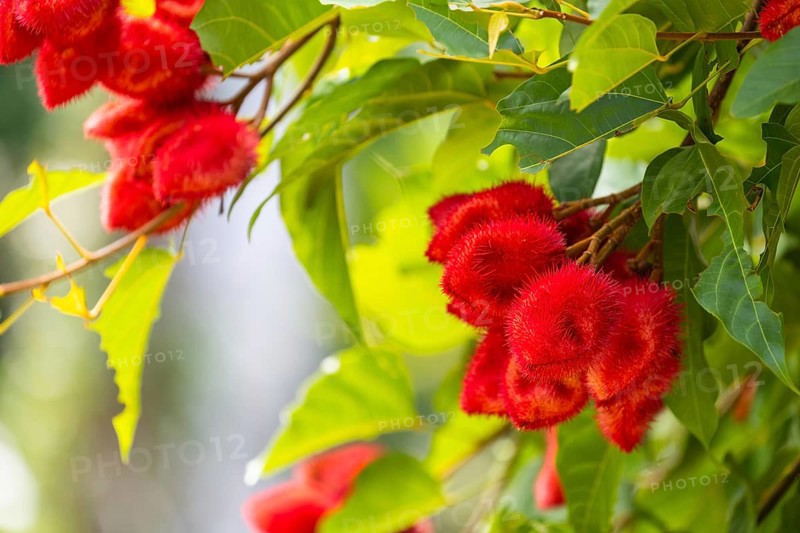 Blossom of the Lipstick tree