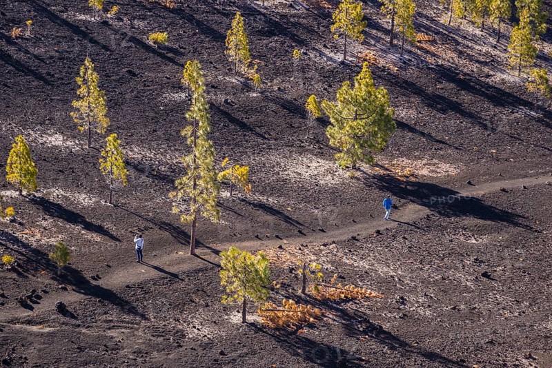 Canary Island pines