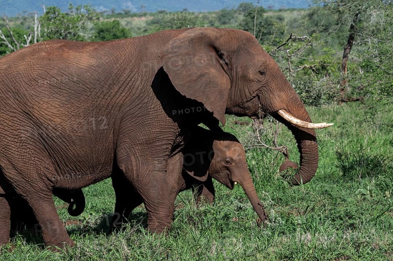 African elephant