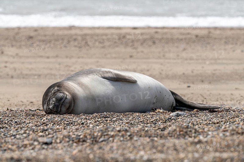 Southern elephant seal