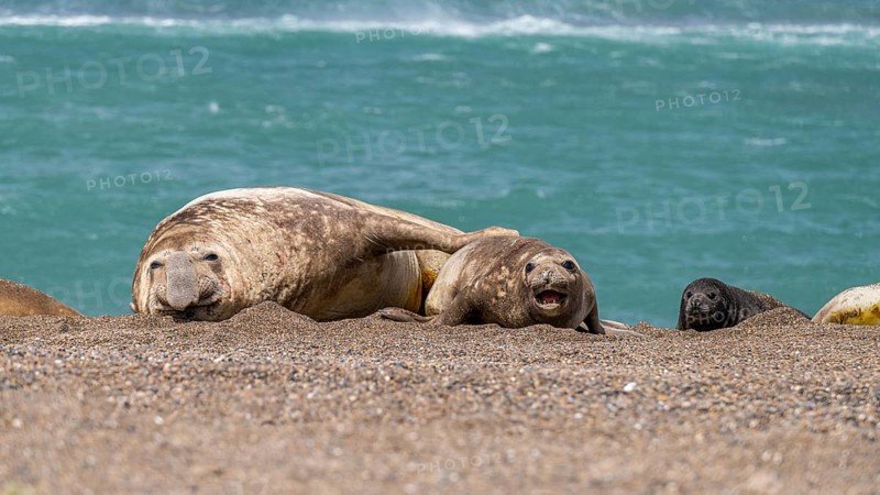Southern elephant seals