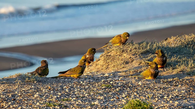 Rock parakeets