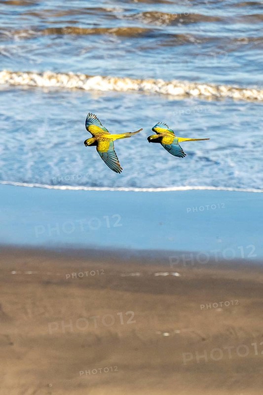 Rock parakeets