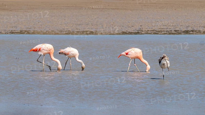 Chilean flamingo