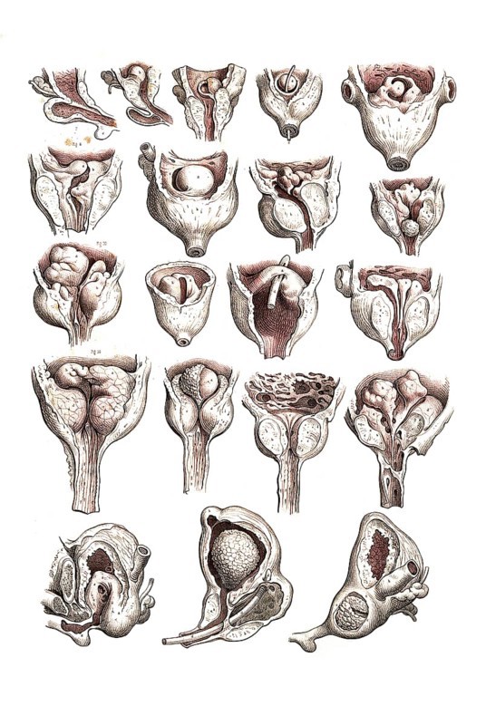 Human anatomy