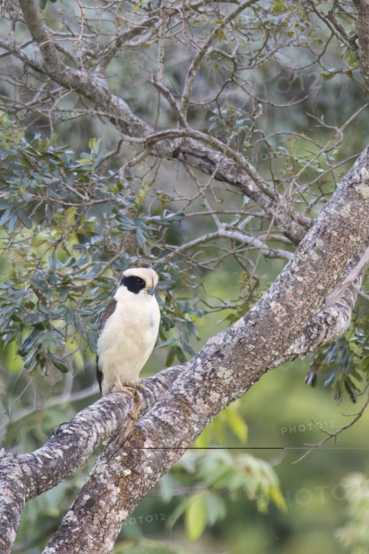 Laughing Falcon