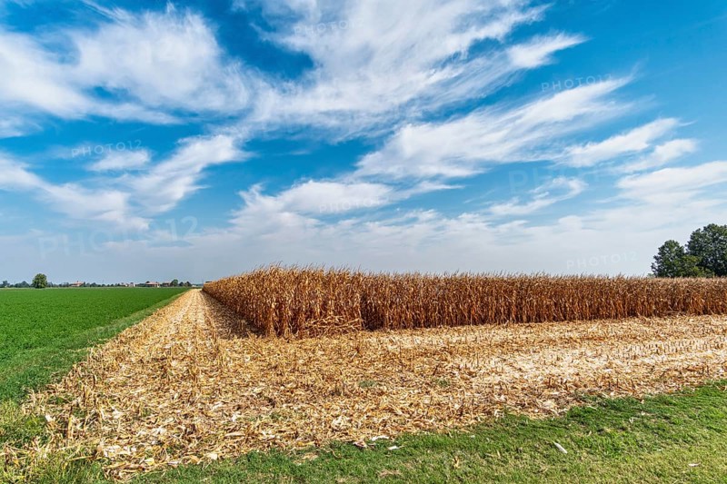 Maize field near Pieve di Cento