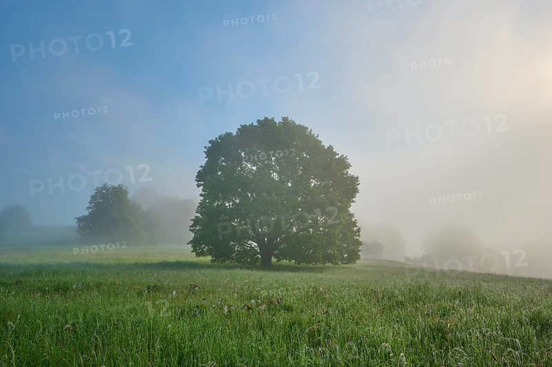 Oak tree