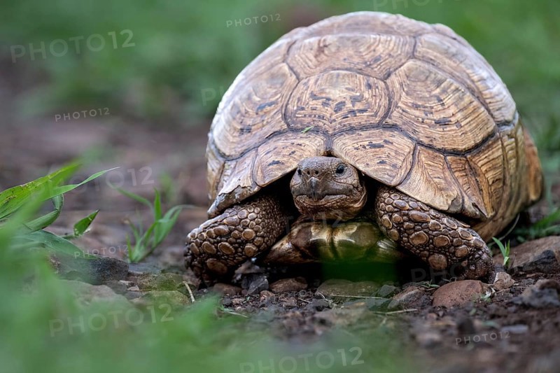 Leopard tortoise