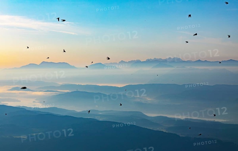 Swarm of swallows high above the mountains with a view of the Klagenfurt basin and the Karawanken