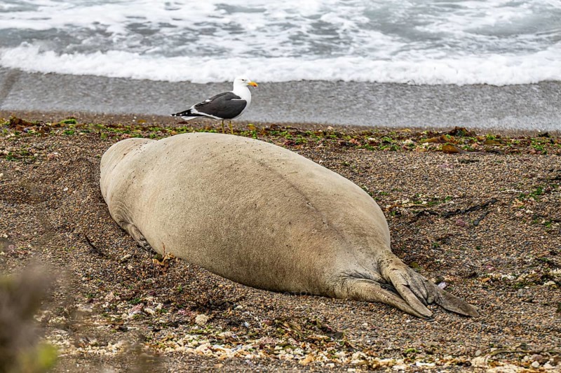 Southern elephant seal