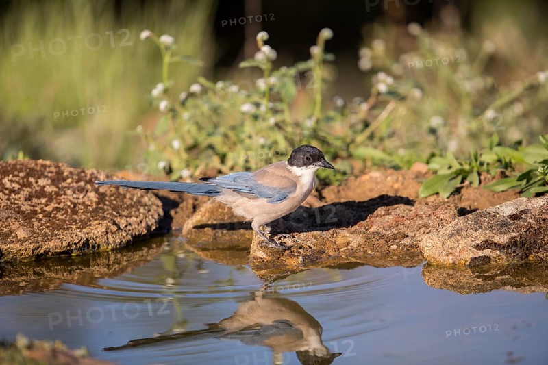 Blue magpie