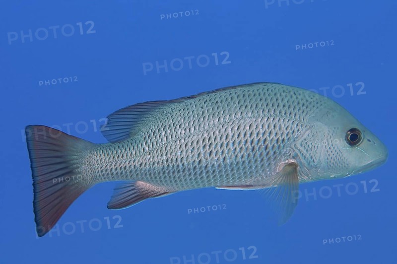 Mangrove red snapper