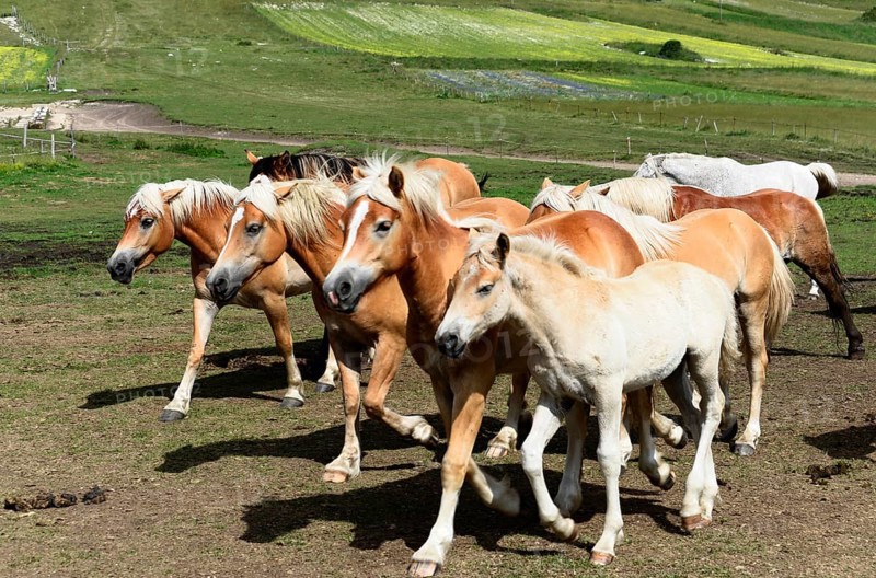 Haflinger horses and others