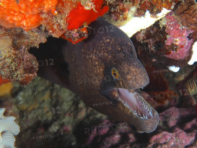 Masked moray