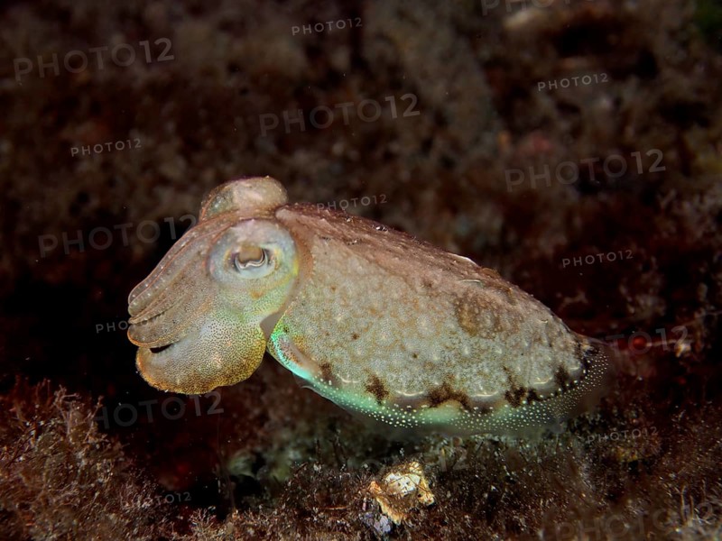 Cuttlefish