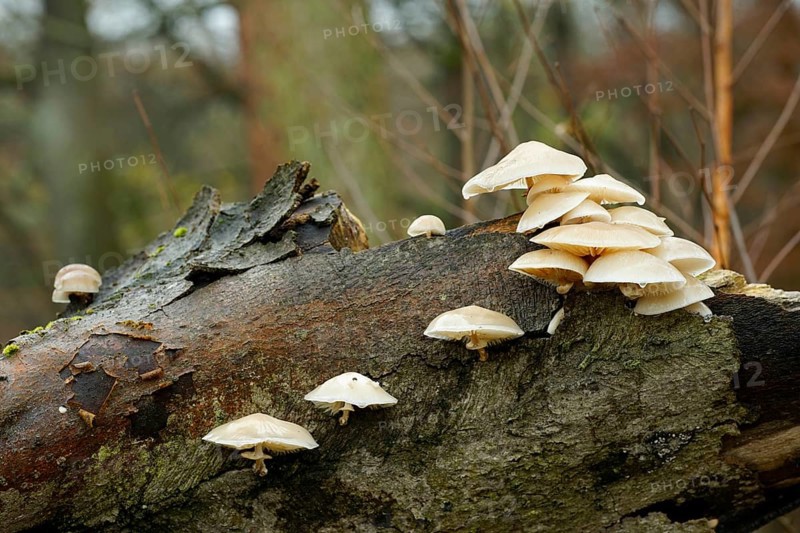 A group of ringed slime moulds